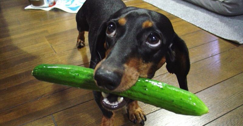 19 Safe and Nutritious Vegetables Dogs Can Enjoy