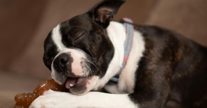 19 Ways to Tell Your Dog Is Living a Happy and Balanced Life