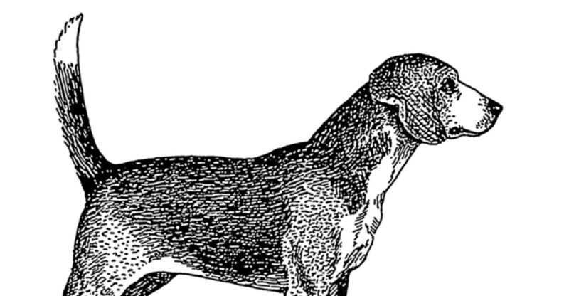 19 extinct dog breeds and how they shaped todays canine world 1