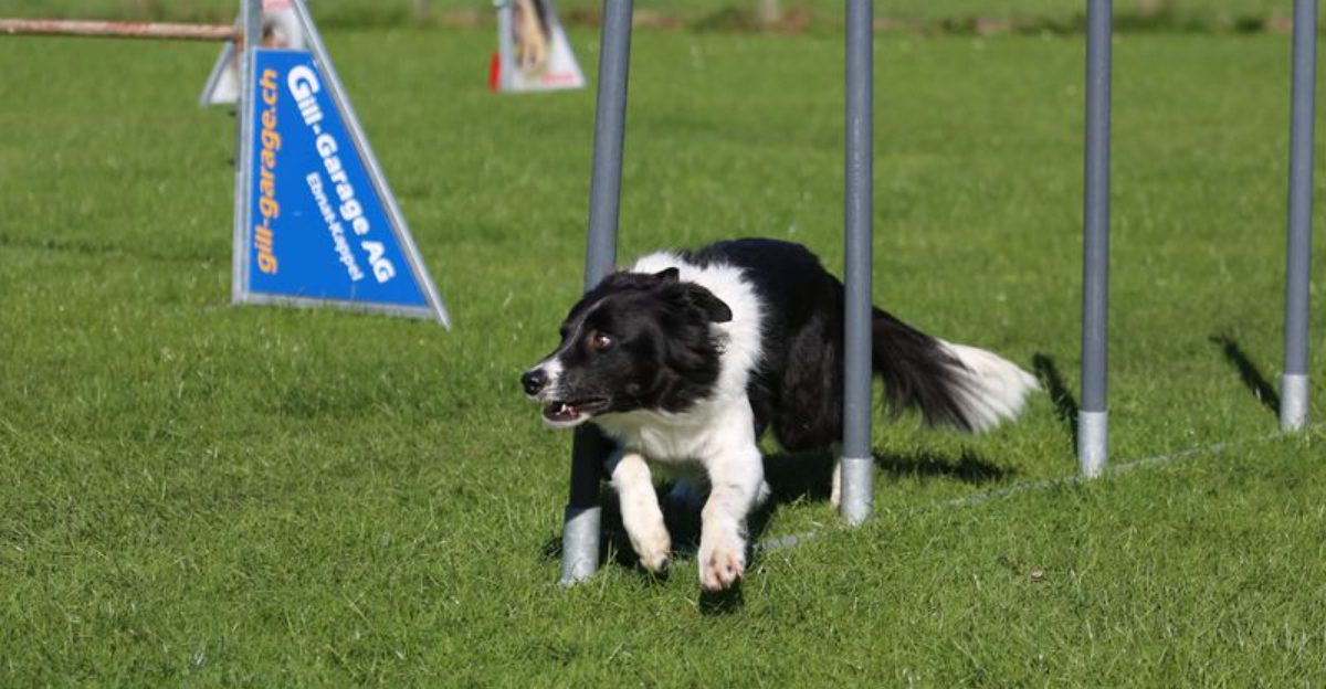 20 Dog Breeds Known for Their Ease of Training