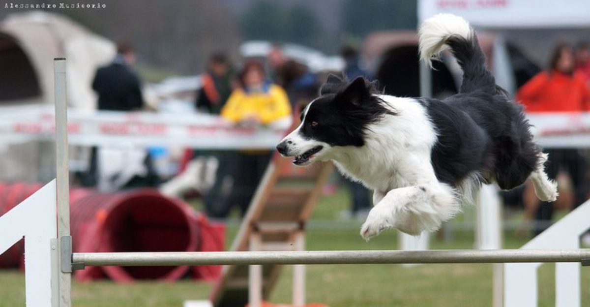 20 Dog Breeds That Excel in Agility Challenges