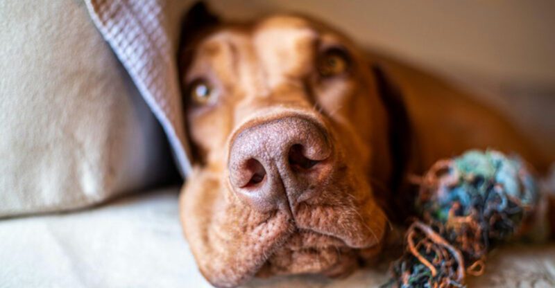 20 Dog Breeds That Radiate Kindness and Comfort in Everyday Life
