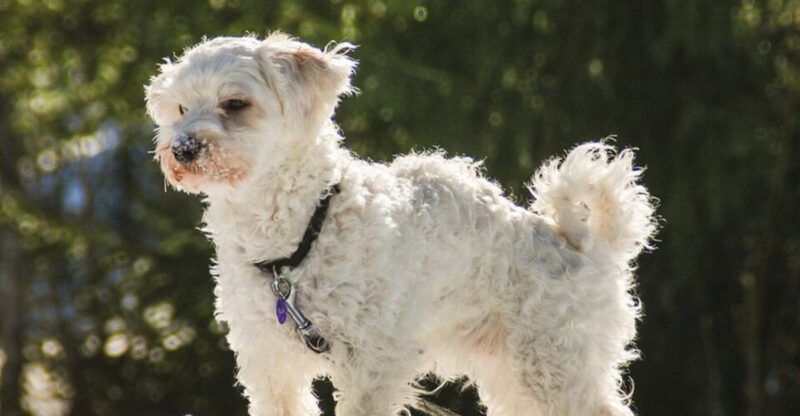20 Easygoing Dog Breeds That Fit Seamlessly into a Relaxed Lifestyle