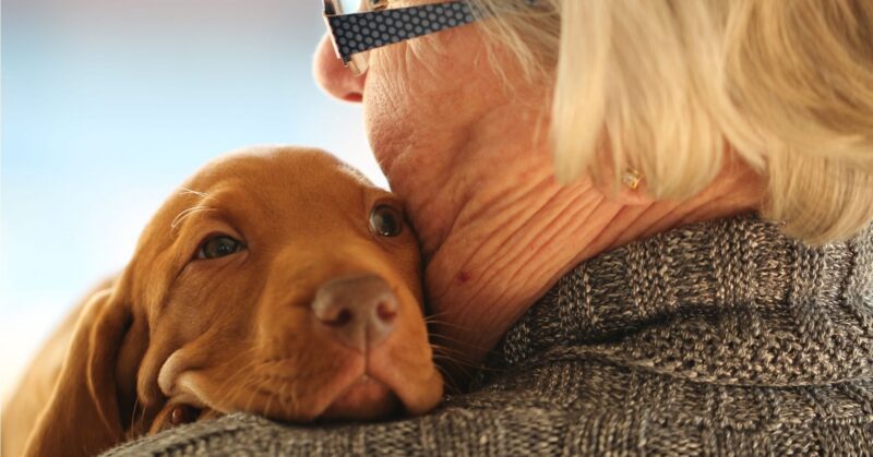 20 Gentle Dog Breeds That Make Great Companions in Your 70s