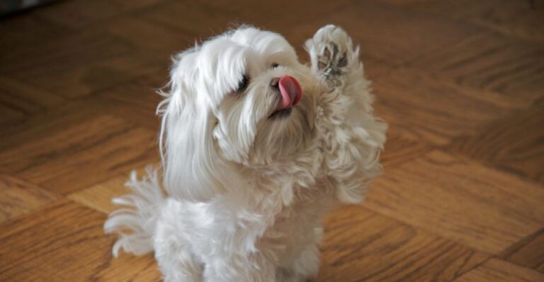 20 Hypoallergenic Dog Breeds That Shed Very Little dog news