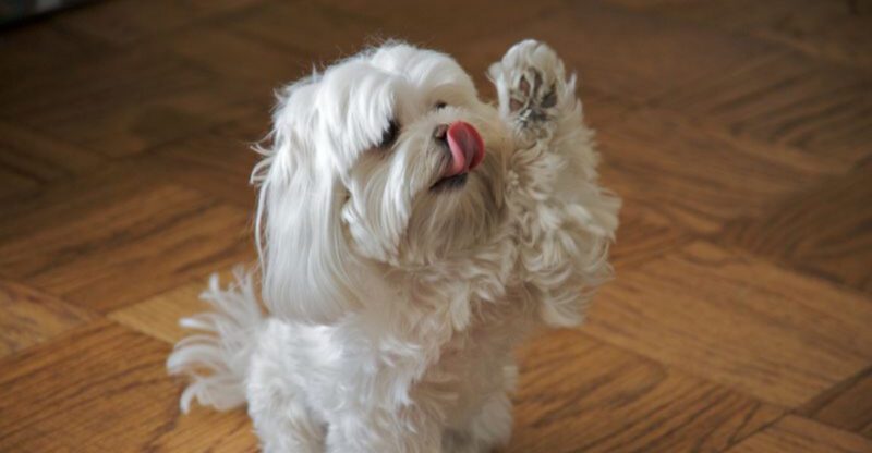20 Hypoallergenic Dog Breeds That Shed Very Little
