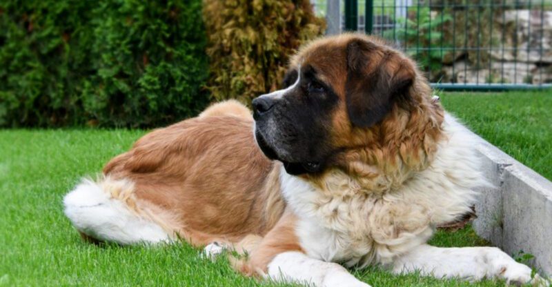 21 Affectionate Dog Breeds That Find Happiness in Simply Being Close