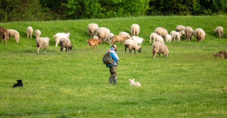 21 Animals Dogs Often Struggle to Get Along With dog news