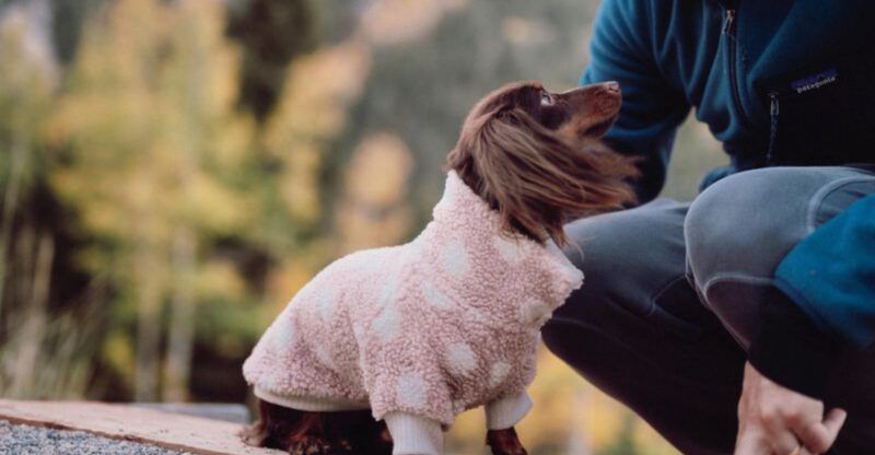 21 Dog Breeds Known for Their Loyalty and Close Bond with Owners