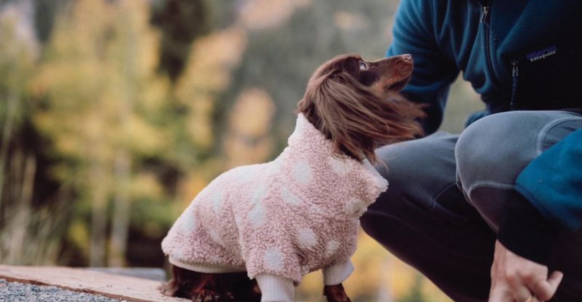 21 Dog Breeds Known for Their Loyalty and Close Bond with Owners