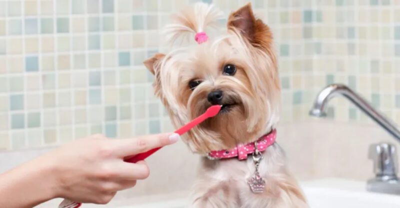 21 Dog Breeds More Likely to Develop Dental Problems