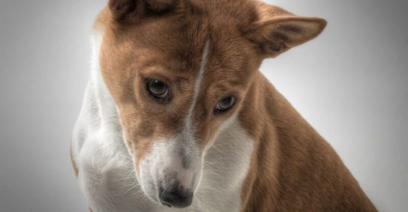 21 Dog Breeds Ranked as the Toughest to Raise Backed by Statistics