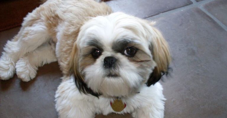 21 Dog Breeds That Make Excellent Lap Dogs Besides the Shih Tzu dog news