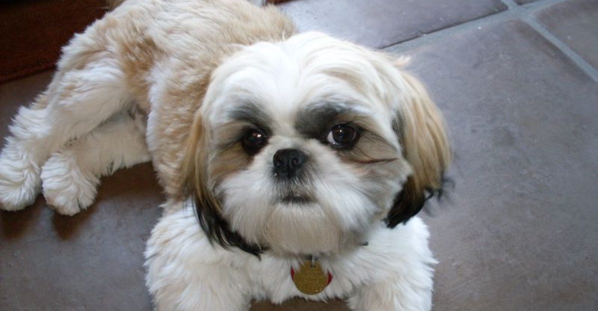 21 Dog Breeds That Make Excellent Lap Dogs Besides the Shih Tzu