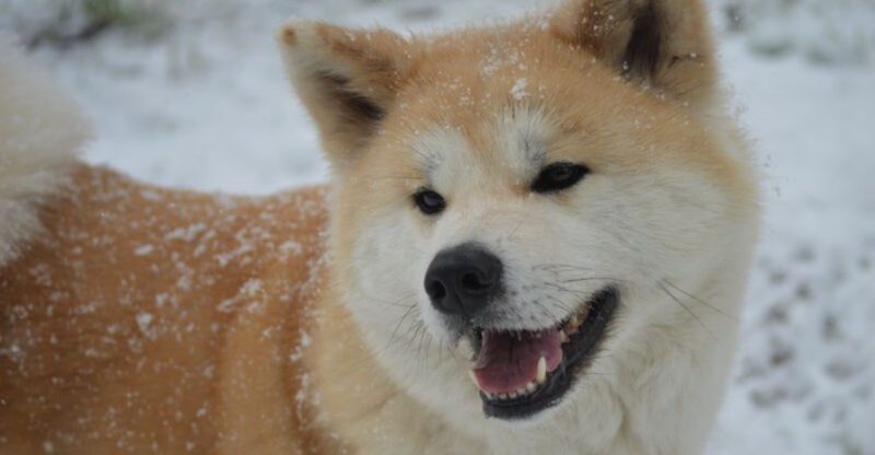 22 Dog Breeds That Value Independence and Dont Always Follow Orders