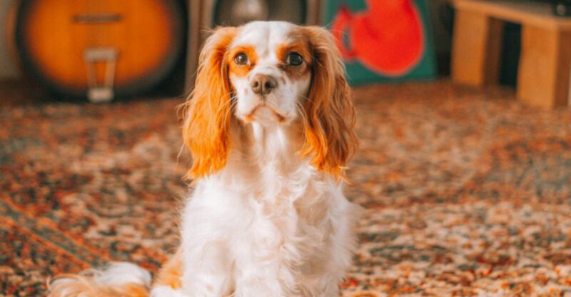22 Easygoing Dog Breeds Known for Their Gentle Temperaments and Senior Compatibility