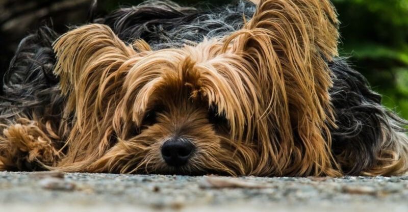22 Everyday Human Habits That Can Stress Out Your Dog