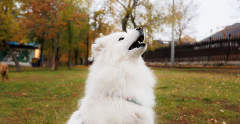 22 Peaceful and Composed Dog Breeds Appreciated for Their Gentle Temperament