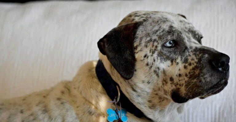 22 Rare Dog Mixes That Show Just How Creative Breeding Can Be dog news