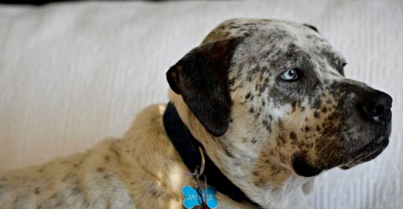 22 Rare Dog Mixes That Show Just How Creative Breeding Can Be