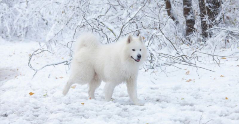 22 White Dog Breeds Recognized for Their Elegant Appearance