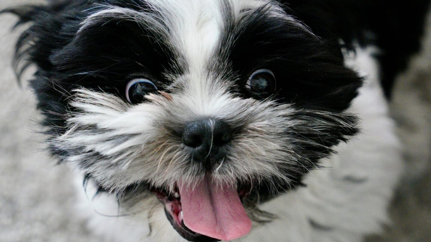 23 Compact Dog Breeds That Prove Size Doesnt Limit Personality