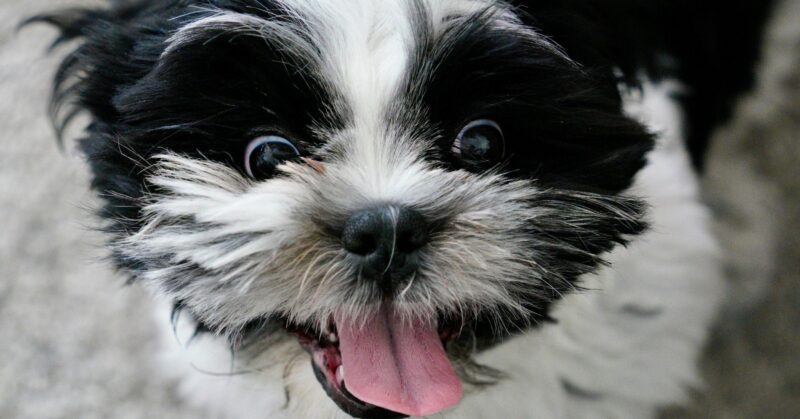 23 Compact Dog Breeds That Prove Size Doesnt Limit Personality