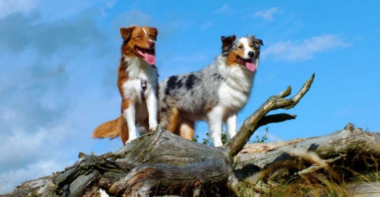 23 Dog Breeds Known for Being Great Companions on Outdoor Adventures dog news
