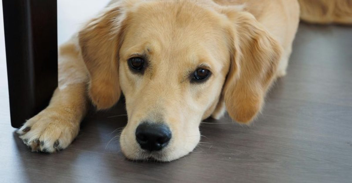 23 Dog Breeds That Dont Do Well When Left Home Alone