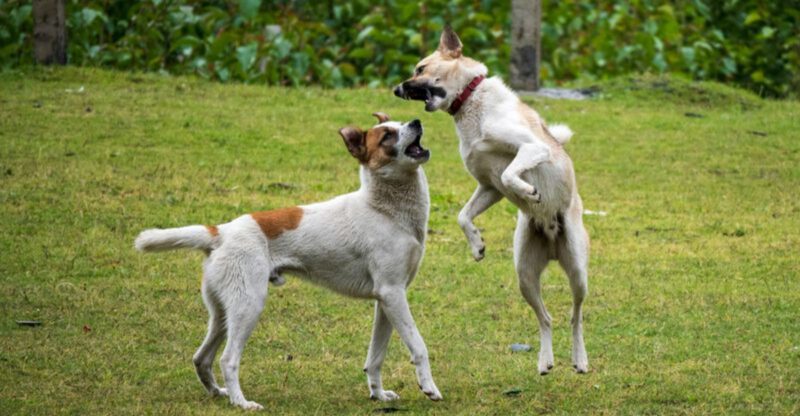 23 Dog Breeds That Need Early Socialization to Live Peacefully with Other Pets