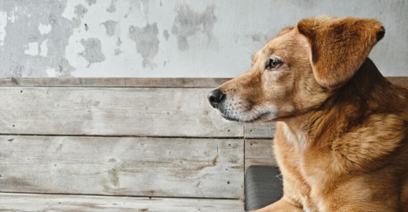 23 Emotional and Behavioral Signs Dogs Show as They Approach the End of Life