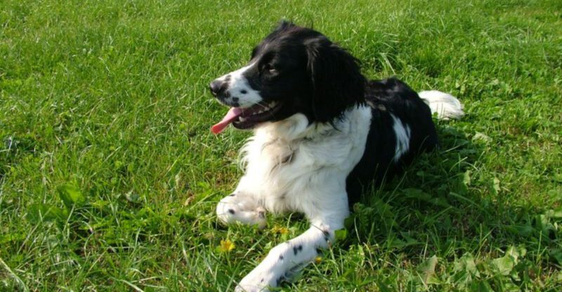 23 Lesser Known Dog Breeds That Deserve a Place in the Spotlight