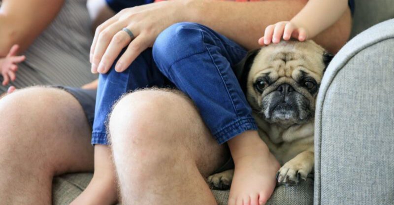 23 Low Maintenance Dog Breeds That Make Great Pets for Older Adults