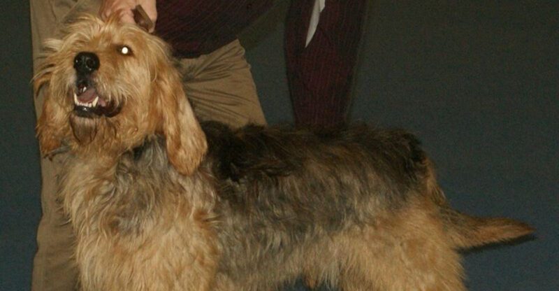 23 Rare Dog Breeds Facing a Decline in Numbers Worldwide