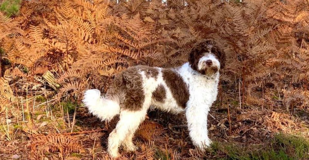 23 Unique Dog Breeds That Capture Attention Wherever They Go