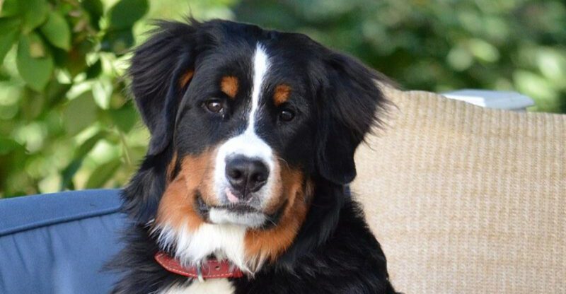 24 Big Dog Breeds That Combine Strength with a Calm Disposition