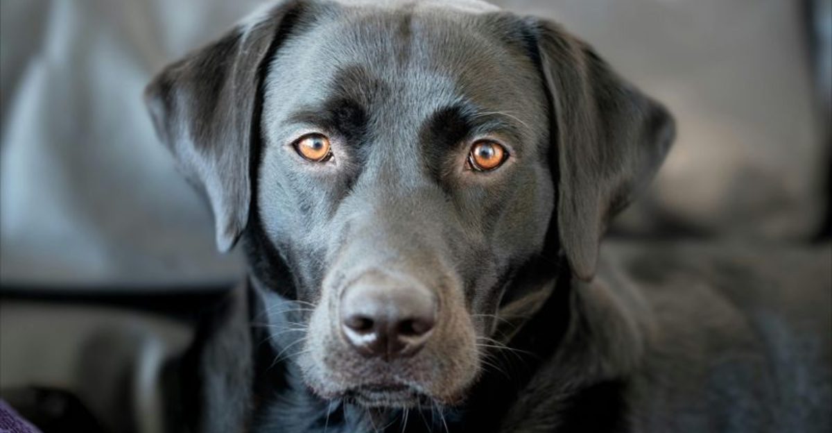 24 Calm and Intuitive Dog Breeds That Bring Balance to Everyday Life