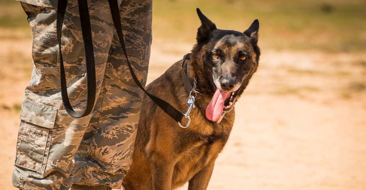 24 Courageous Dog Breeds That Stand Out in Rescue and Protection Work