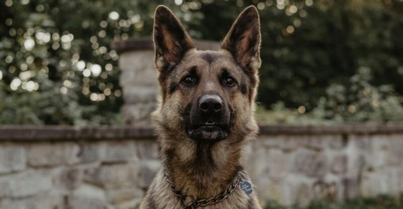 24 Devoted Dog Breeds That Stand Watch Over Their Families
