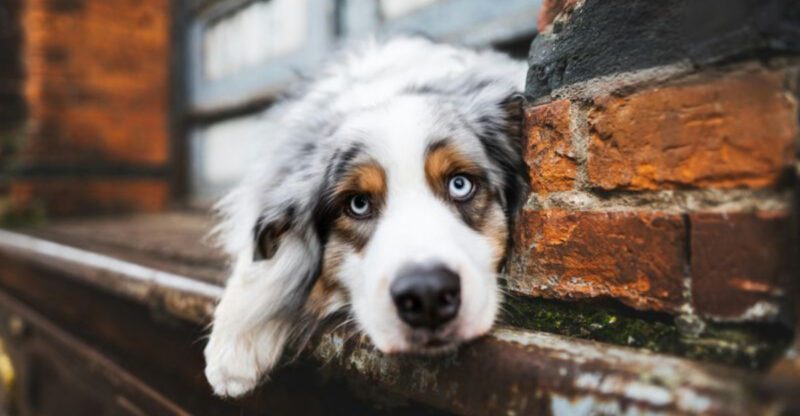 24 Dog Breeds Known for Their Loyalty and Compatibility with Rescue Owners