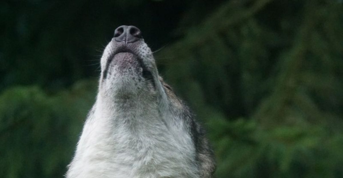 24 Dog Breeds Known for Their Unique and Recognizable Howls