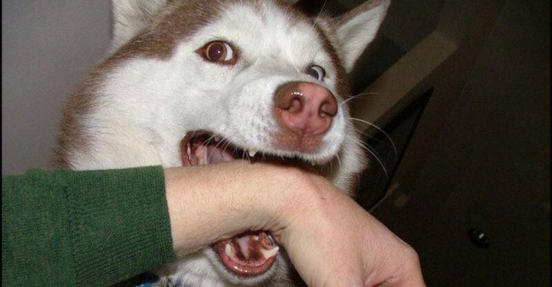 24 Dog Breeds Most Often Linked to Biting Incidents — and the Reasons Behind It