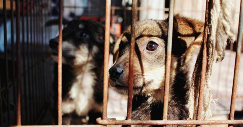 24 Dog Breeds Often Overlooked in Shelters but Full of Love to Give