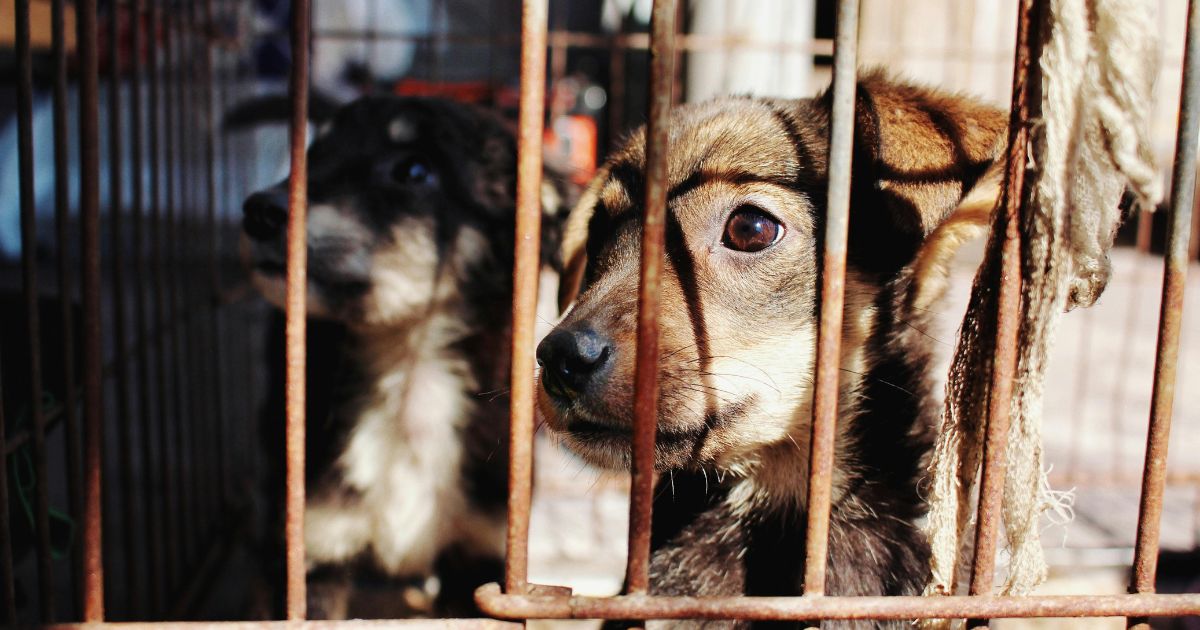 24 Dog Breeds Often Overlooked in Shelters but Full of Love to Give