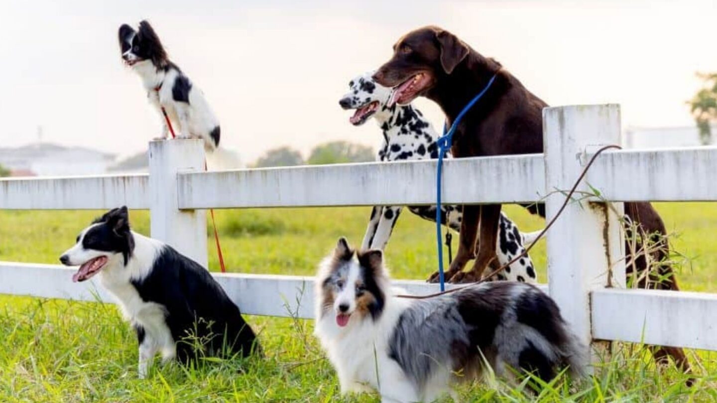 24 Dog Breeds That Are Challenging to Keep as Pets Without Proper Experience