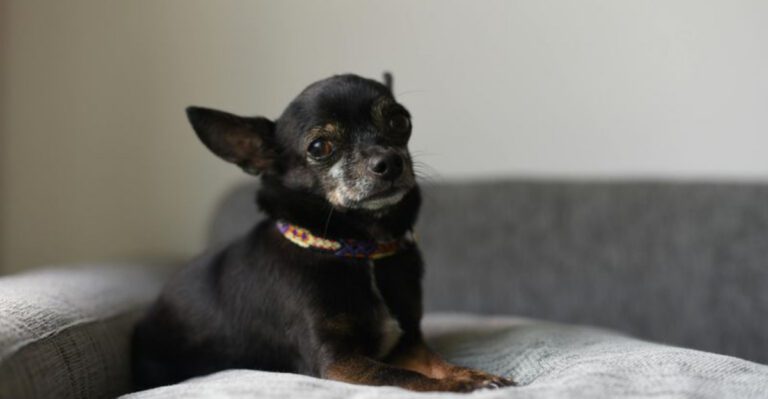 24 Dog Breeds That Data Suggests May Be Less Suitable for Families dog news