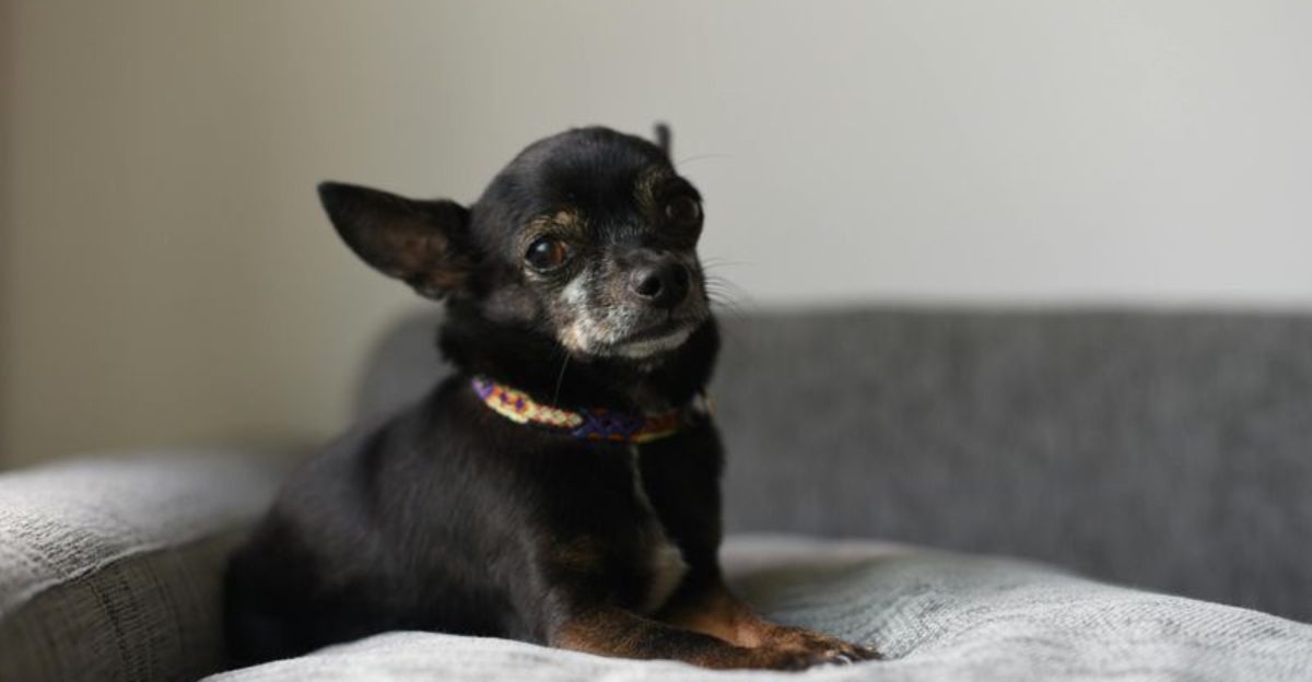 24 Dog Breeds That Data Suggests May Be Less Suitable for Families