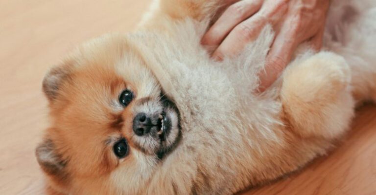 24 Dog Breeds That Require Extra Care and Attention at Home dog news