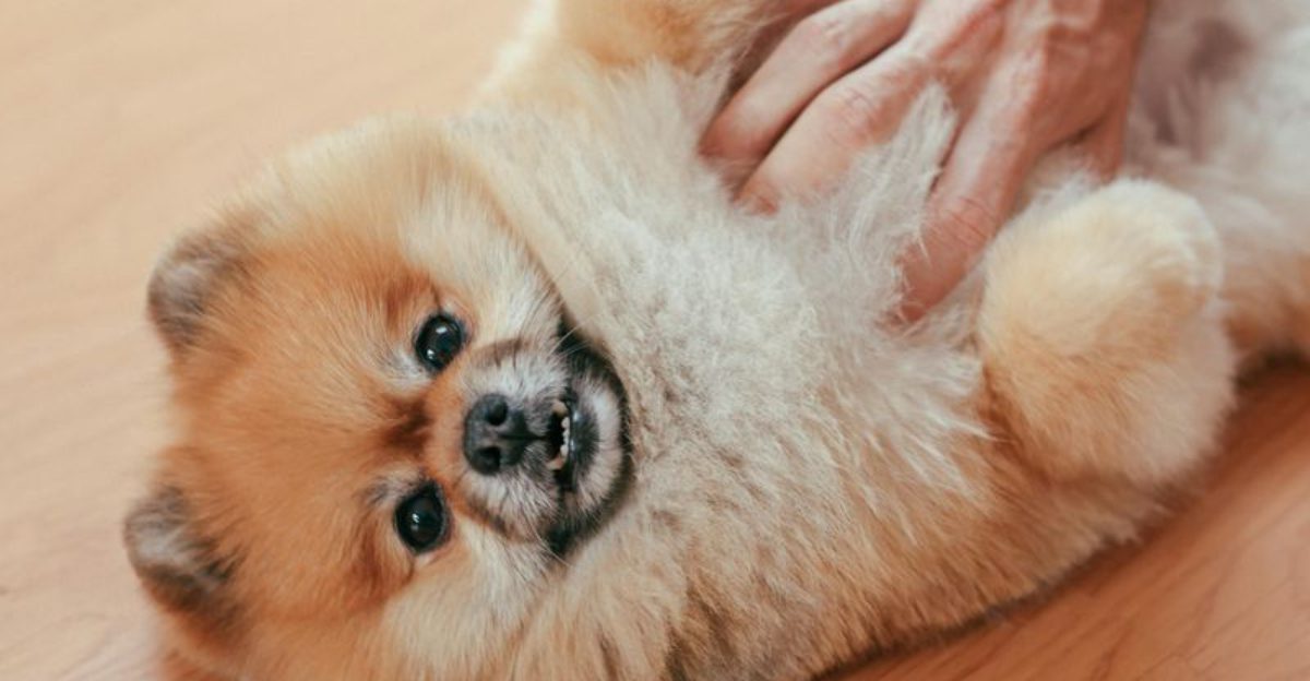 24 Dog Breeds That Require Extra Care and Attention at Home
