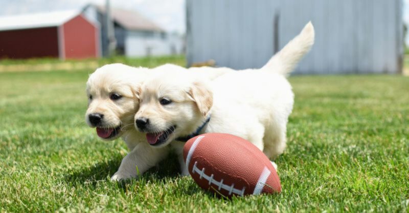 24 Dog Breeds That Shine with Playful and Sociable Personalities